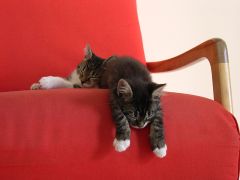Kittens on chair