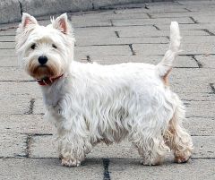 Westie