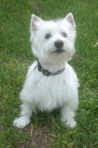 Westie