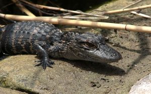 Baby Alligator