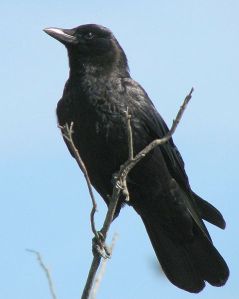 Crow