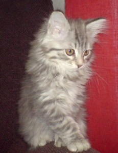 Siberian Kitten